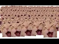 Download Lagu cat laughing at you x10000000