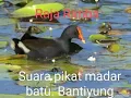Download Lagu Suara pikat Bantiung Batina Atau Madar batu Udah ter Uji 100%