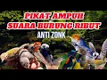 Download Lagu SUARA PIKAT BURUNG RIBUT PALING AMPUH UNTUK MENGATASI BURUNG LIAR SUSAH TURUN. COBA BUKTIKAN