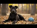 Black Lab Pitbull Mix Traits and Child-Friendliness