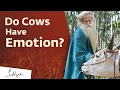 Do Cows Have Emotion Sadhguru