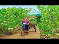 Download Lagu Harvest A Cart Of Custard Apples Grown On Rocky Hills To Sell At The Market, Raise Animals, Garden.