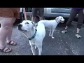 Two abandoned dogs found in dumpster behind former Springfield pizza place