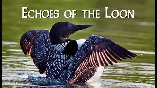 Listen to the Haunting Cry of the Loon... 4K
