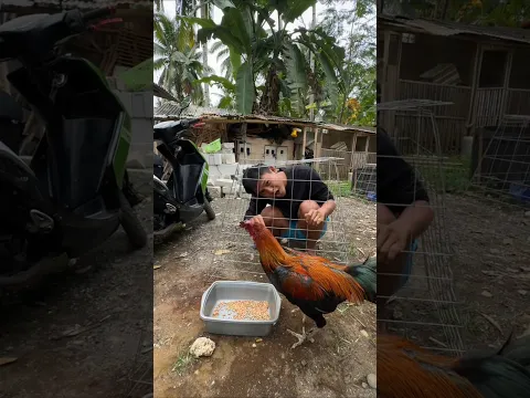 KASIH MAKAN AYAM MALAH KEBALIK