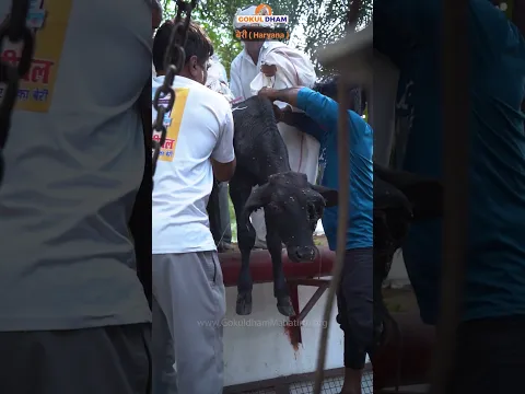 कुत्तो ने नोच डाली इस मासूम की आँख | बहुत दर्द में है ये बछड़ा  #rescue #shorts #animals #fyp