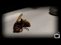 BIBLICAL PROPHECY Giant hornets in Virginia