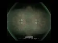teen daze-dans un monde esprit
