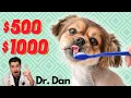 How Much is a Dog Dental Cleaning