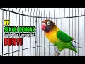Lagu Sekali Dengar Langsung ikut Ngekek, Lovebird Gacor Ngekek Panjang PINTAR Memancing Lovebird BUNYI