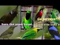 Download Lagu SUARA PIKAT RIBUT AMPUH BANGET...ga percaya??...Coba ente buktikan..
