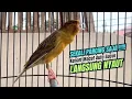 Download Lagu kenari gacor AMPUH ngerol panjang PANCINGAN KENARI AGAR BUNYI JADIKAN BURUNG KENARI GACOR PANJANG