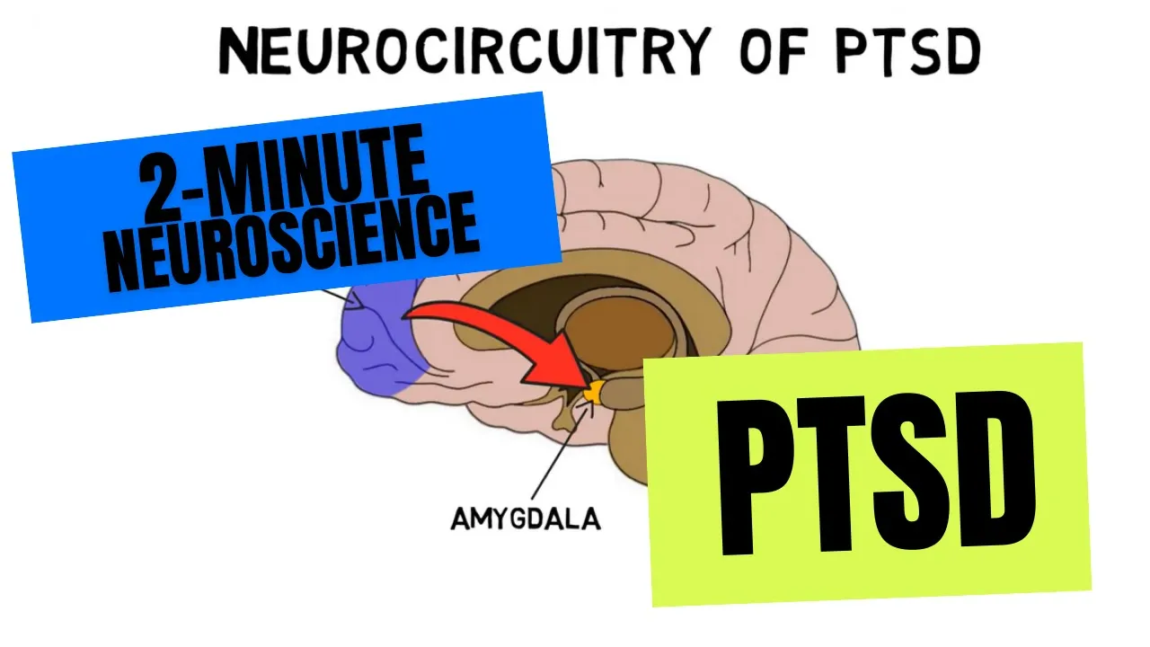 PTSD Neurocircuitry Explained: A 2-Minute Neuroscience Overview