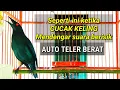 Download Lagu Seperti ini ketika burung cucak keling mendengar suara berisik mobil. AUTO TELER BERAT