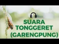 Download Lagu SUARA TONGGERET - GARENGPUNG - CICADIDAE - SUARA ALAM DAN BINATANG