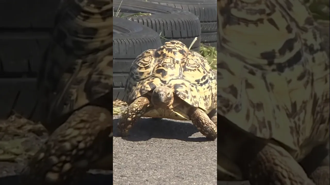 Fastest Tortoise 🐢