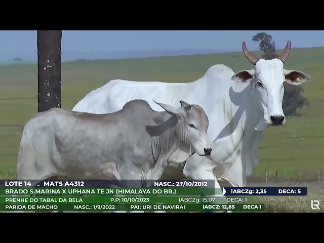 Vaca Nelore MATS-A4312