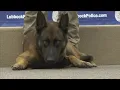 Lubbock Police K9s