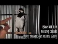 Download Lagu jalak suren isian cililin jernih dan kenceng