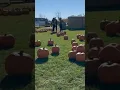 Pumpkin Patch in Halifax Canada