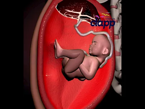 Amazing Baby Movements Inside the Womb 🤰👶 | Amazing Fetal Movements & Baby Kicks #Shorts