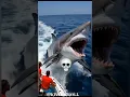 Download Lagu Cute is Always Shark Transformation ☠️