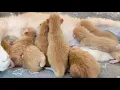 Kittens Have Names, Scientists Can't Explain It! 2021-03-17