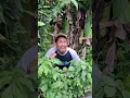 Download Lagu masteran burung viral lucu bikin ngakak hiburan warga+62 funny videos #funny #shorts #viral