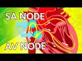 The Pacemaker Potential of the SA Node and the AV Node