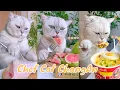 Download Lagu 【Chef Cat ChangAn】A week’s recipe for you  #FunnyCatVideos #CatCookingShow