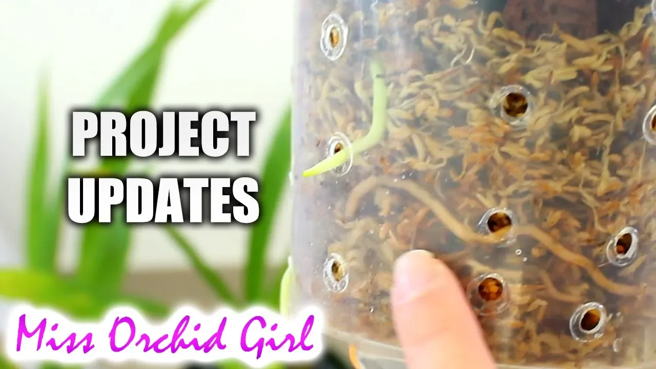 ORCHID PROJECTS UPDATES KEIKI GROW, MOSS SETUP & COOL GROWERS
