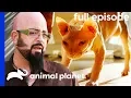 Sphinx Cat Fights Stop Owners From Sleeping My Cat From Hell Full Episode