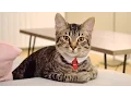 DIY No Sew Cat Collar - Pet Necktie