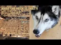 Download Lagu The Husky Waffle Insanity Continues!