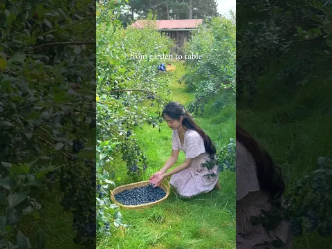 Harvesting blueberries and baking blueberries bun