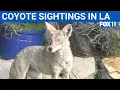 Download Lagu Coyotes spotted near LAX, Playa del Rey | FOX 11 LA