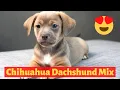 All about The Chihuahua Dachshund mix Chiweenie Should you get a Chiweenie for your family