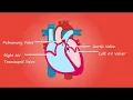 Unlocking the Secrets of the Human Heart