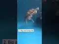Download Lagu Mat the male Red Eared Slider turtle | Kura-kura brazil