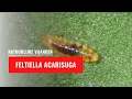 Download Lagu Feltiella larve - Feltiella acarisuga | Natuurlijke vijand