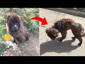 Download Lagu Starving, Chained on a Mountain for Life… Yet This Dog Wouldn’t Leave the Field