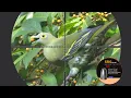 Download Lagu WOW BERBURU PUNAI MELIMPAH DI POHON BUAH UNIT MILIK PAK M.ZAINUDIN SRG SLUG 10 GRN