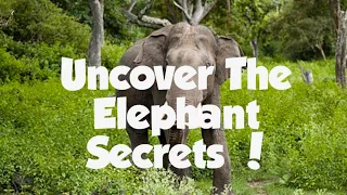 10 Mind-Blowing Facts About Elephants You Did Not Know