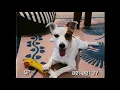 Plastic Plastic - ฮัม [Homie Video]
