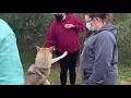 LEITOMAZ - at Howling Woods Farm