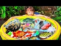 Download Lagu Mencampur Bibit Ikan \u0026 Ikan Besar Banyak Banget, Ikan Koi, Patin, Lele, Nila, Gurame, Koki,Kura kura
