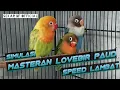 Download Lagu Masteran lovebird paud / balibu | tempo lambat || #sekarbf