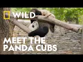 Meet The World s Cutest Students Panda School National Geographic WILD UK