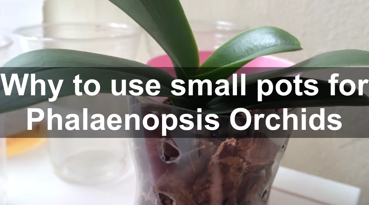 WHY WE NEED TO PUT PHALAENOPSIS ORCHIDS IN SNUG POTS