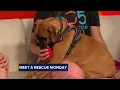 Meet a Rescue Monday Lexie from 605 Boxer Rescue